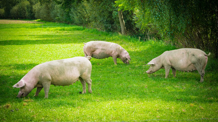 pig  standing on a grass lawn.