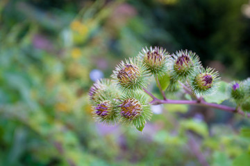 Medicinal plantation burdock. Arctium lappa