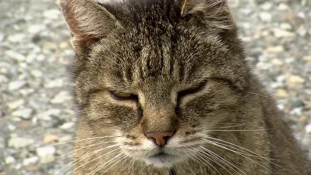 Ein "miauender" grau getigerter Kater in Gro&szlig;aufnahme