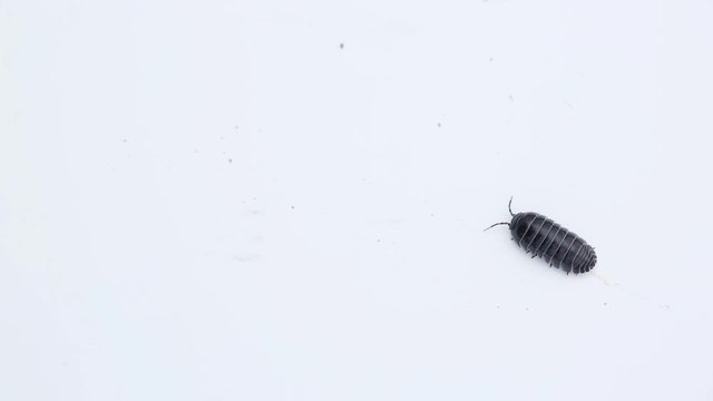Woodlouse (pill bug) crawling on a white background
