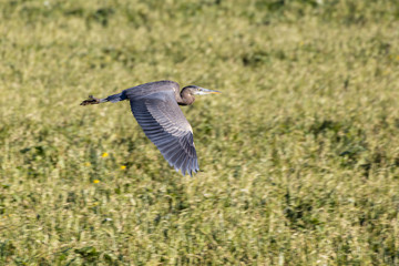 Fototapeta premium Great Blue Heron
