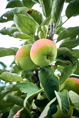 Ripe apples on a branch. Close-up view
