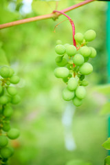 Ripe grapes on branch with leaves in wine region