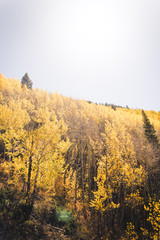 Fototapeta premium Landscape view of the mountains covered in fall foliage in Vail, Colorado. 