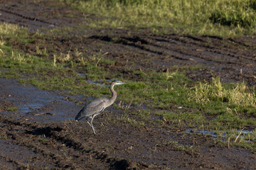  Great Blue Heron