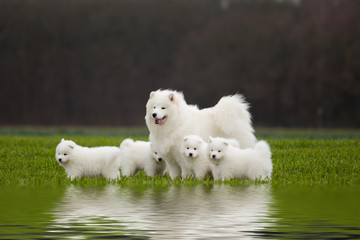 Samoyed dog family on grass field