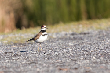  killdeer
