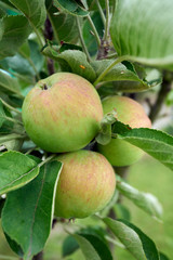 ripe apples on a branch with green leaves