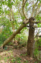 Leaning Otaheite Apple Tree 