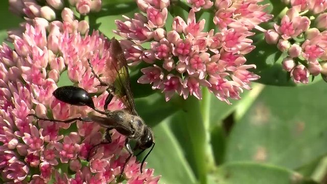 Eine T&ouml;pfergrabwespe krabbelt auf den Bl&uuml;ten einer Fetthenne