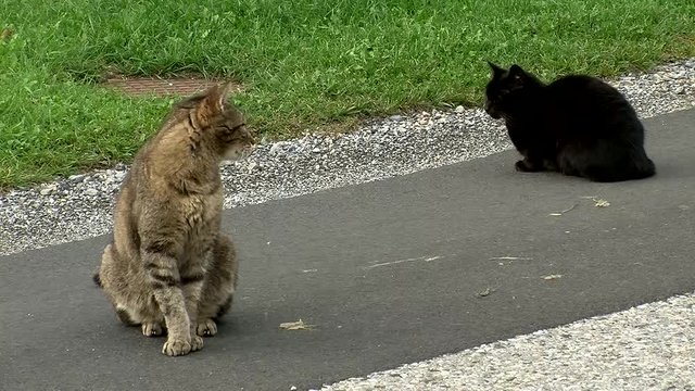 Zwei sich langweilende Katzen sitzen auf der Stra&szlig;e