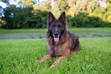 Long haired red and black German shepherd dog outdoors on green grass