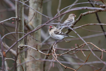 hoary redpoll