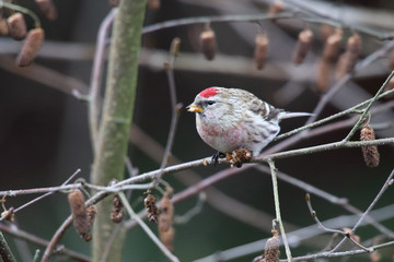 Common Redpoll