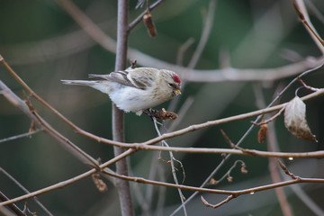 hoary redpoll