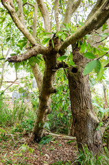 Fototapeta premium Topped Tree Supported By Another