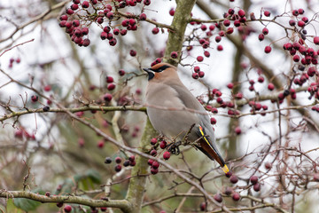 Bohemian Waxwing