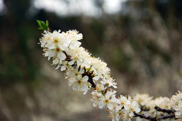 Pure white plum flower