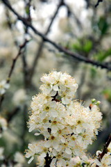 Pure white plum flower