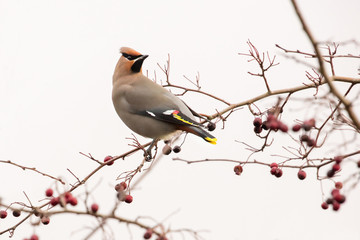 Bohemian Waxwing