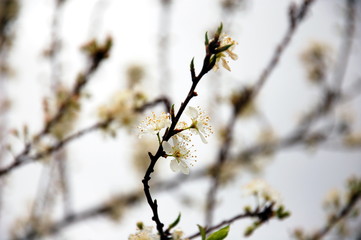 Pure white plum flower