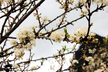 Pure white plum flower