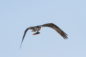Osprey with fish