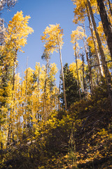 Obraz premium Looking up at aspen trees during autumn. 