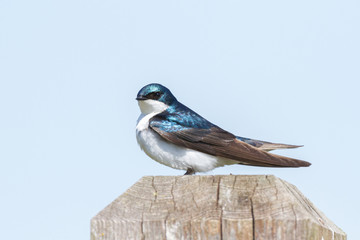 Tree swallow