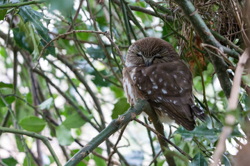 northern saw-whet owl