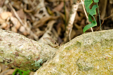 Lizard Looking Out From Behind The Rock
