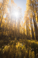 Looking up at aspen trees during autumn. 