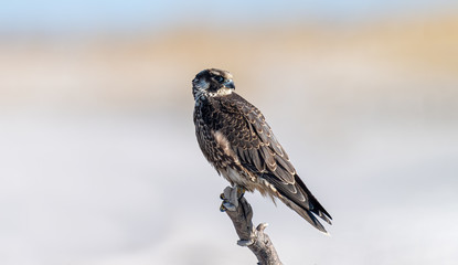A juvenile Peregrine Falcon perched on the beach at the Jersey Shore.