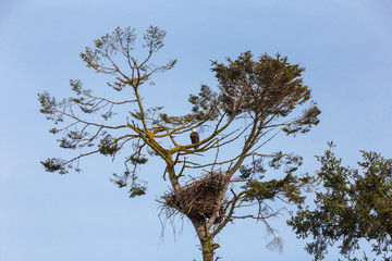 Bald eagle and nest