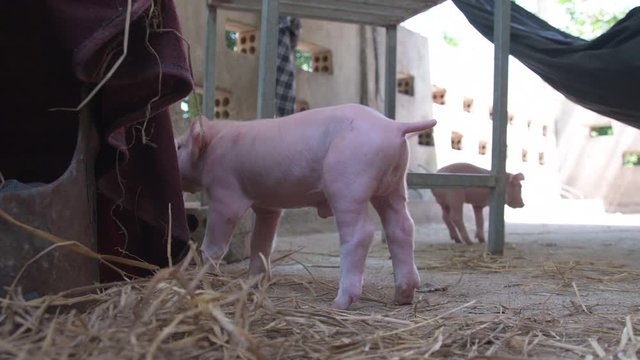 Little rambunctious pigs play with each other under a shelter.