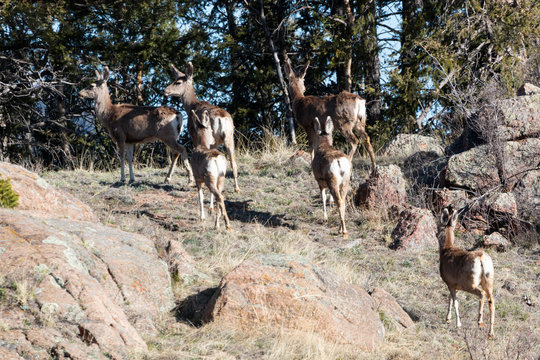 Herd of Deer on the Mountainside