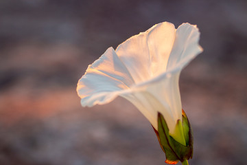 Fototapeta na wymiar flower on background of blue sky
