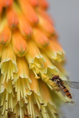 Obraz premium Schwebfliege