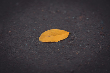 Autumn yellow leaf on old grunge road, side view selective focus