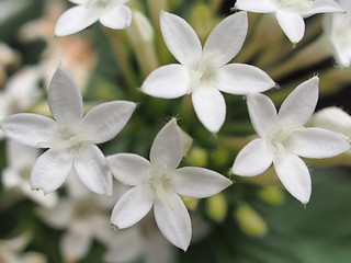 白いペンタスの花
