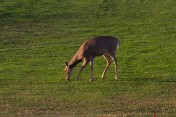 Obraz na płótnie Canvas Deer at feeding time