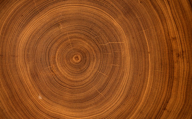 Detailed warm dark brown and orange tones of a felled tree trunk or stump. Smooth organic texture of tree rings with close up of end grain. - 293699283