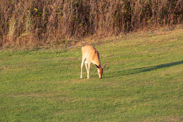 Fototapeta na wymiar Deer at feeding time