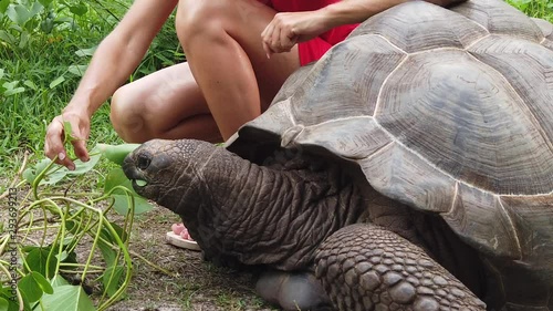 Caucasian Woman In Red Dress Feeding Aldabra Giant Tortoise Caucasian Woman In Red Dress Feeding Aldabra Giant Tortoise