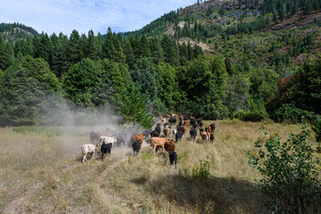 Cattle drive from the perspective of wrangler, grassland, trees, sky, and cattle, Eastern...