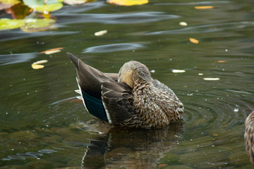 Cleaning Duck