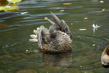 Cleaning Duck