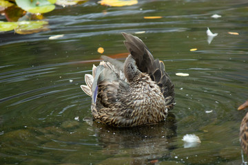 Cleaning Duck