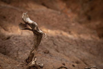 Fototapeta premium the earth is dying let's save
