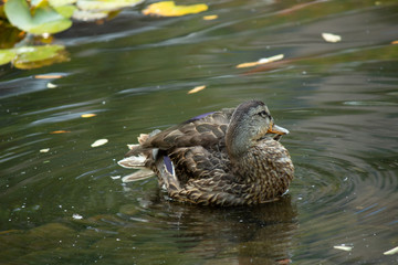 Cleaning Duck